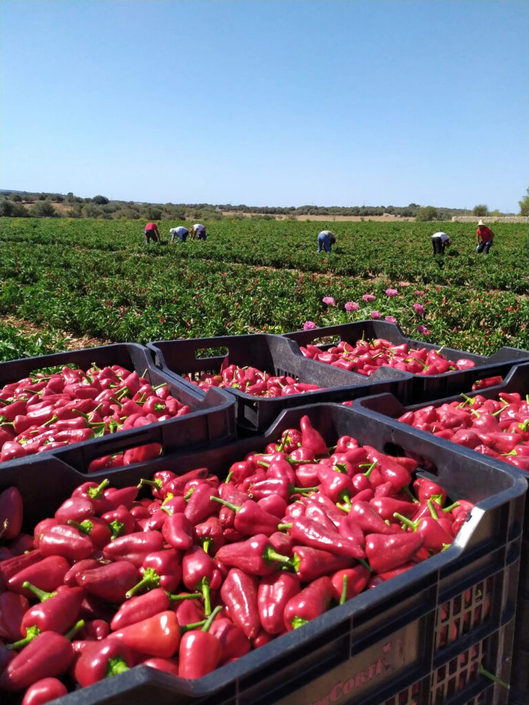Foto campo